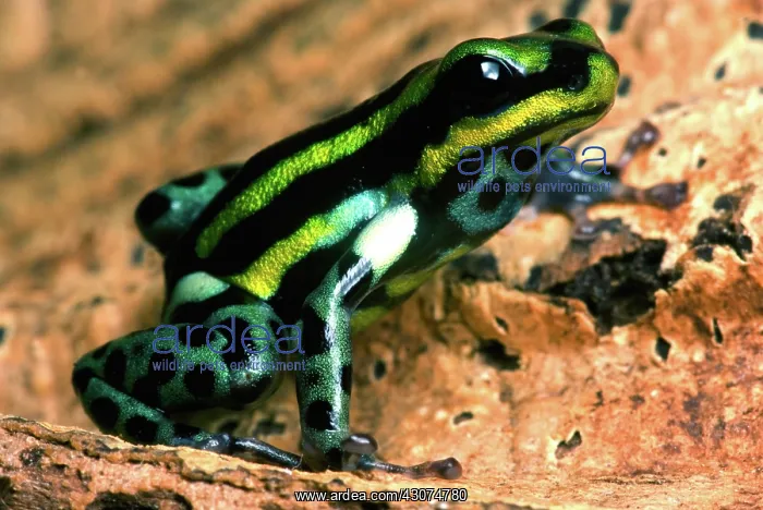 : Pasco Poison Frog : Pasco Poison Frog