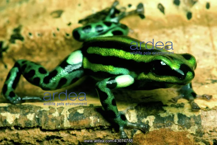 : Pasco Poison Frog : Pasco Poison Frog