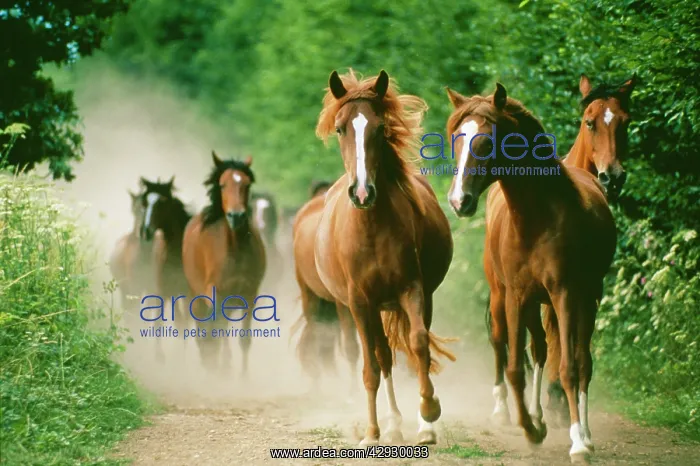 : Paso Peruano HORSES - galloping. Herd raising dust : Paso Peruano HORSES - galloping. Herd raising dust