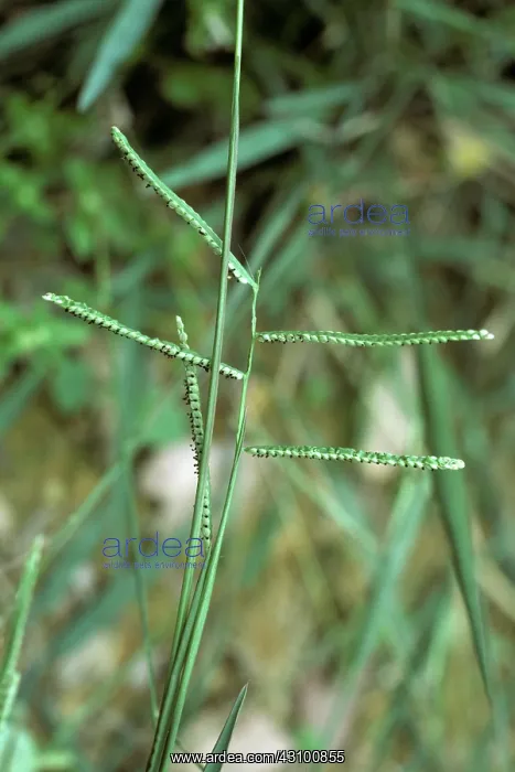 : Paspalum commersonii flower : Paspalum commersonii flower