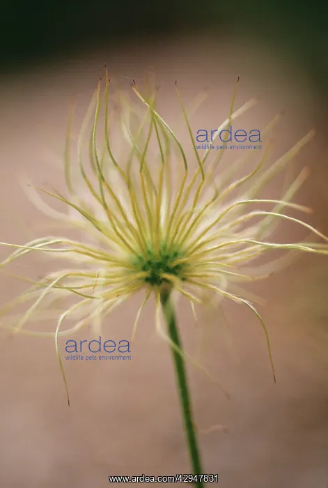 : Pasque flower : Pasque flower