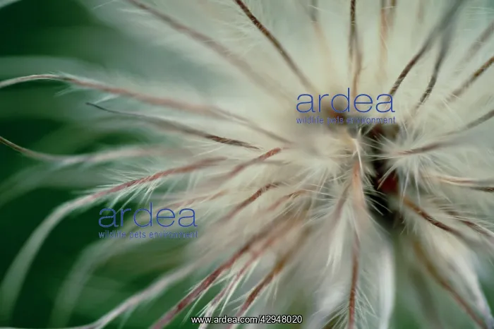 : Pasque flower : Pasque flower