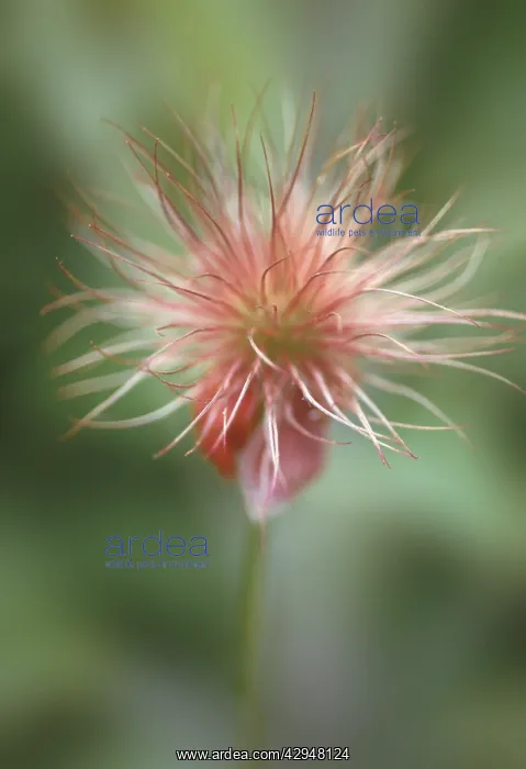 : Pasque flower : Pasque flower