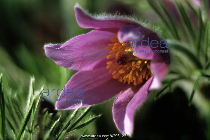 : Pasque flower : Pasque flower