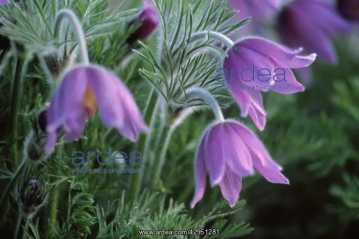 : Pasque flower : Pasque flower