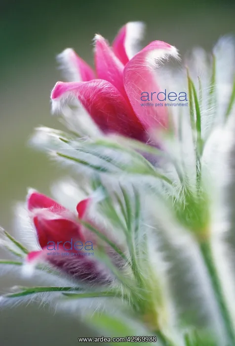 : Pasque flower : Pasque flower
