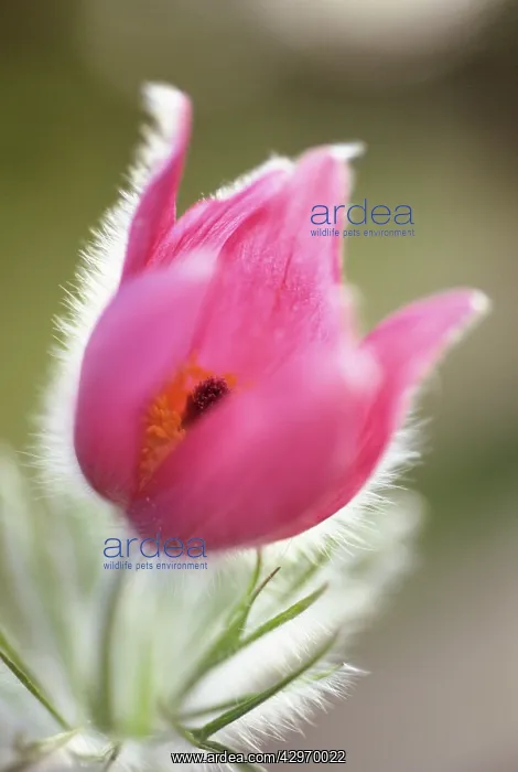 : Pasque flower : Pasque flower