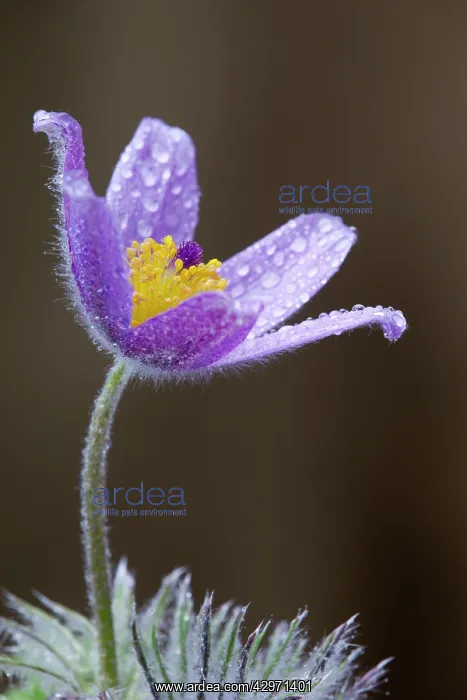  : Pasque Flower