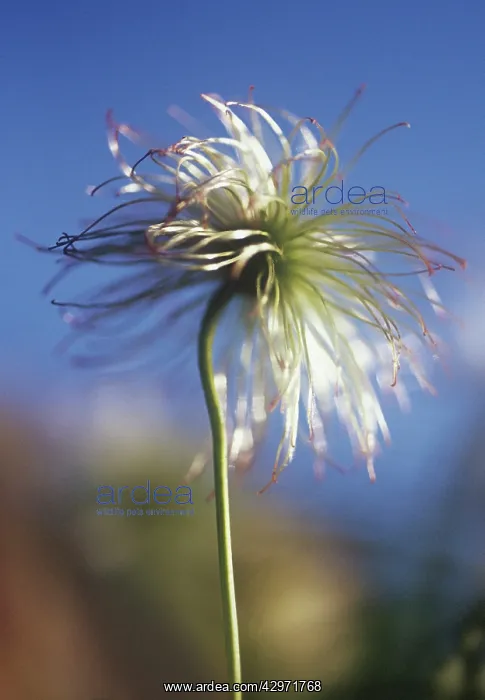 : Pasque flower : Pasque flower