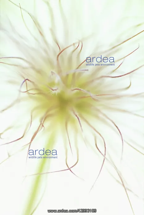 : Pasque flower : Pasque flower