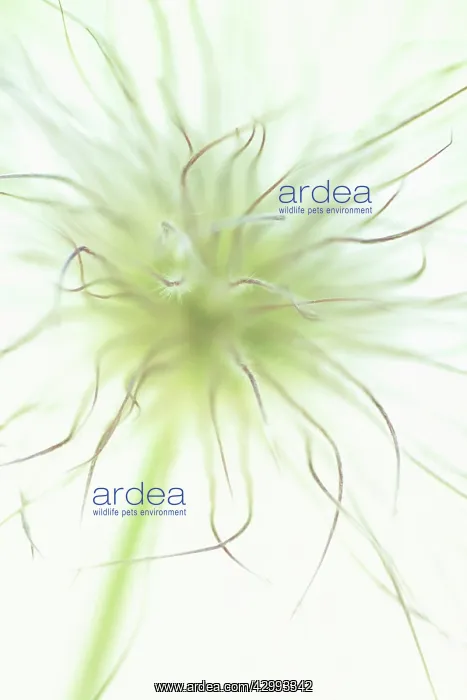 : Pasque flower : Pasque flower