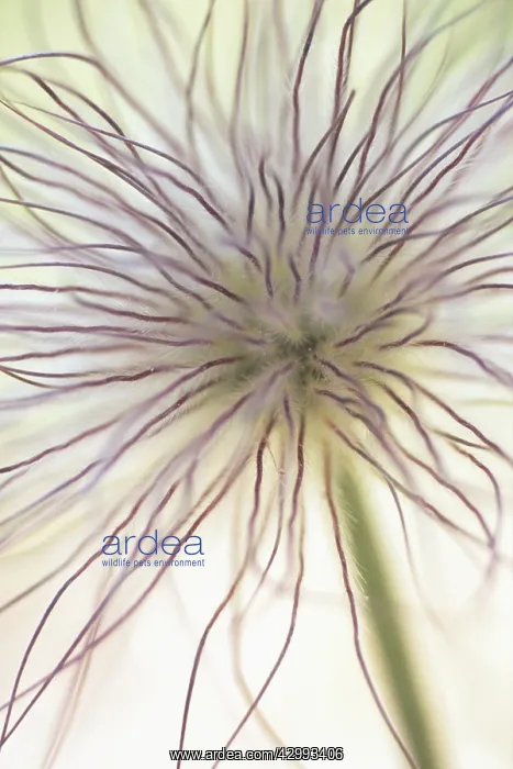 : Pasque flower : Pasque flower