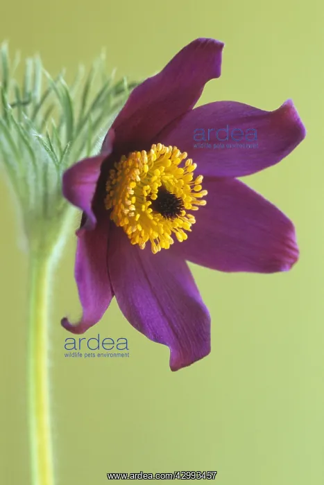 : Pasque flower : Pasque flower