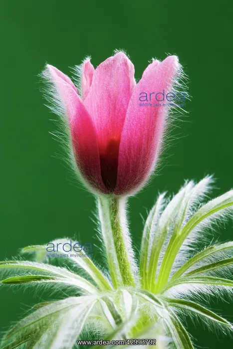 : Pasque flower : Pasque flower