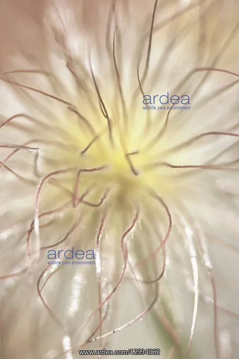 : Pasque flower : Pasque flower
