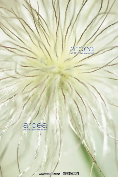 : Pasque flower : Pasque flower