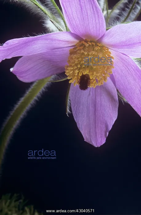 : Pasque flower : Pasque flower