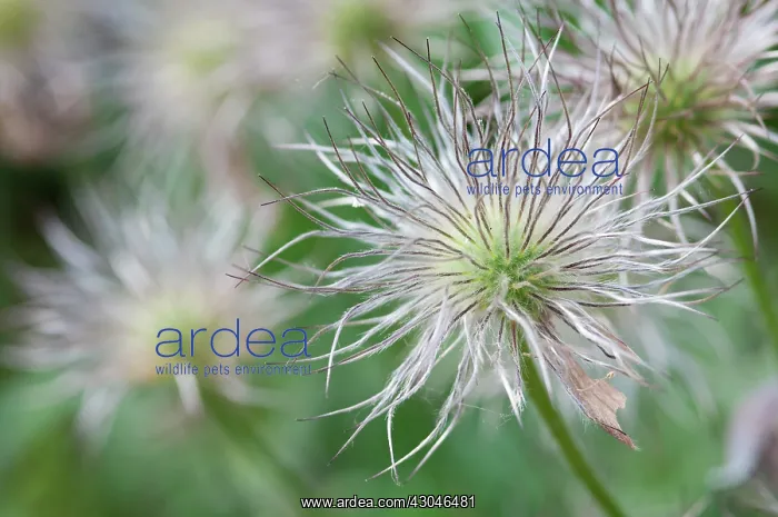 : Pasque flower : Pasque flower
