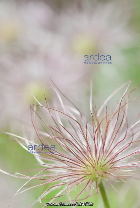 : Pasque flower : Pasque flower
