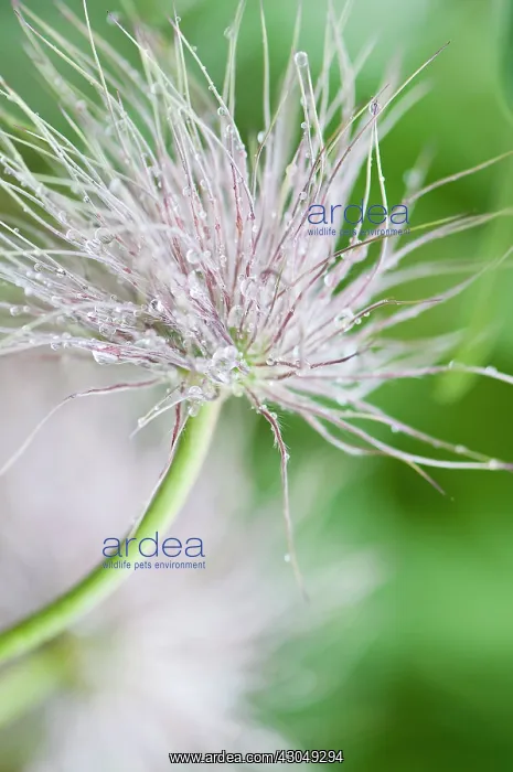 : Pasque flower : Pasque flower