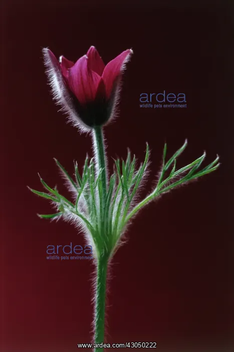 : Pasque flower : Pasque flower