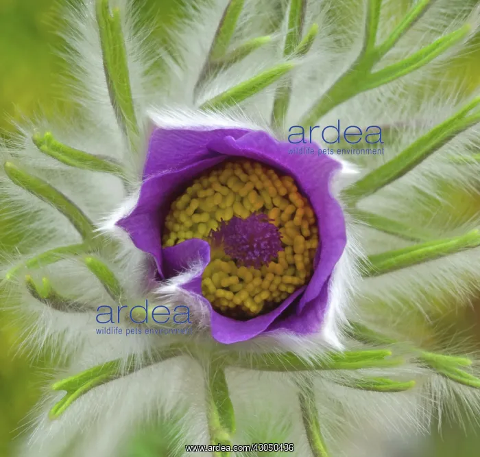 : Pasque flower : Pasque flower