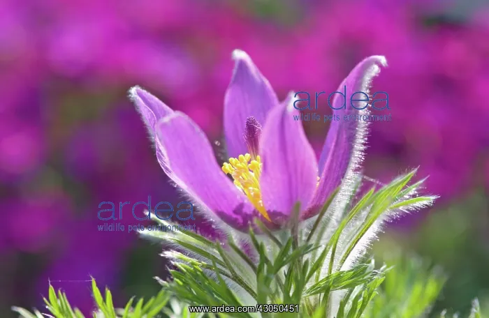 : Pasque flower : Pasque flower