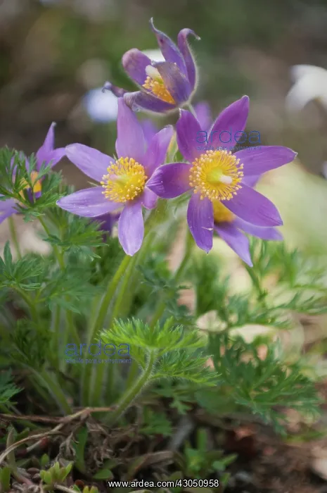 : Pasque flower : Pasque flower