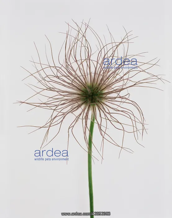 : Pasque flower : Pasque flower