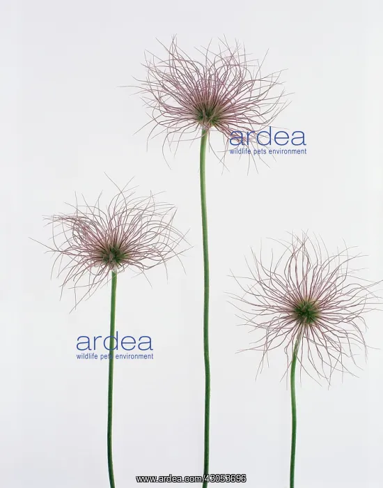 : Pasque flower : Pasque flower