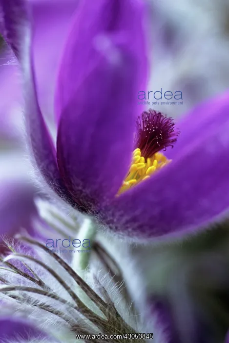 : Pasque flower : Pasque flower