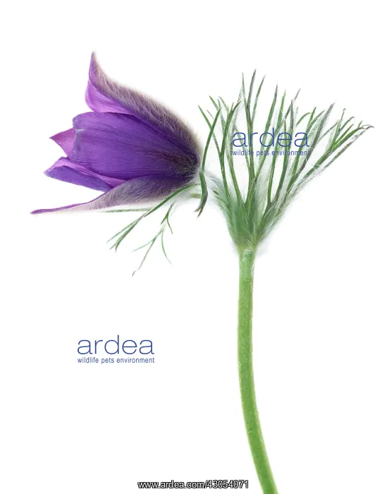 : Pasque flower : Pasque flower