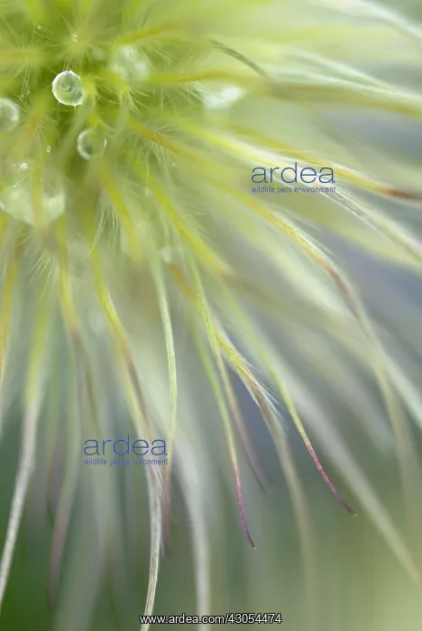 : Pasque flower : Pasque flower