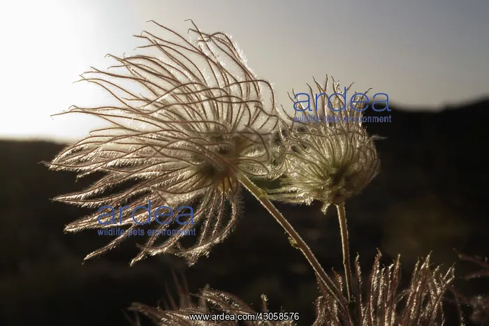: Pasque flower : Pasque flower