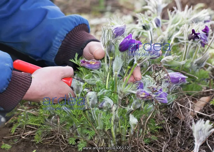 : Pasque flower : Pasque flower