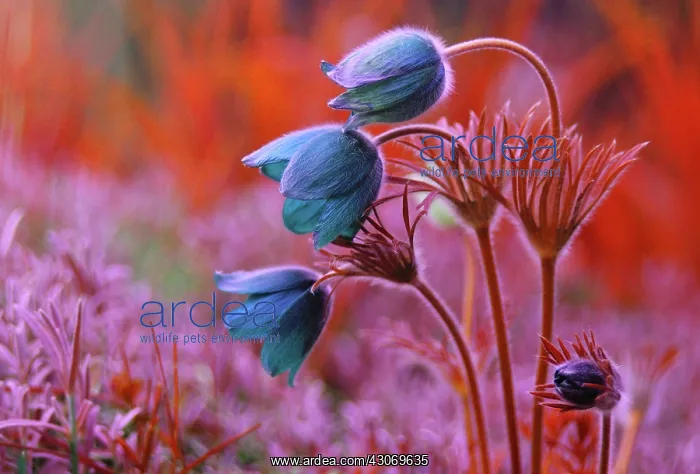 : Pasque flower : Pasque flower
