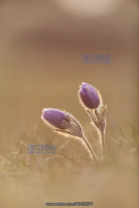 : Pasque Flower : Pasque Flower