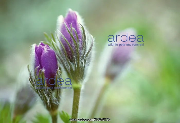 : Pasque flower : Pasque flower