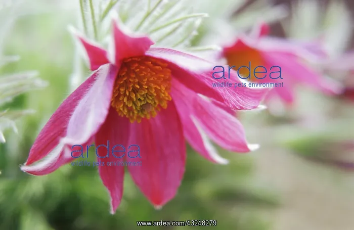 : Pasque flower : Pasque flower