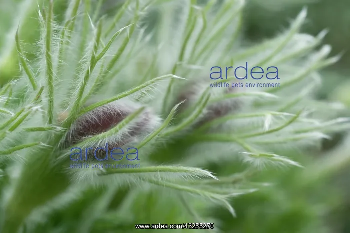 : Pasque flower : Pasque flower