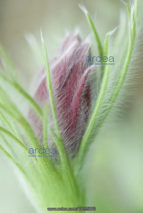 : Pasque flower : Pasque flower