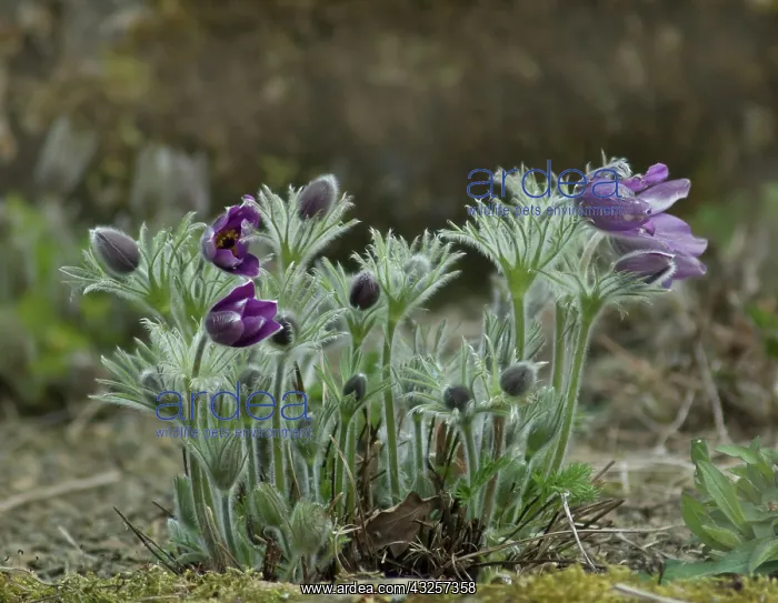 : Pasque flower : Pasque flower