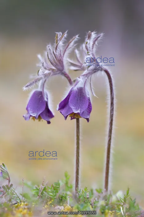 : Pasque Flower : Pasque Flower