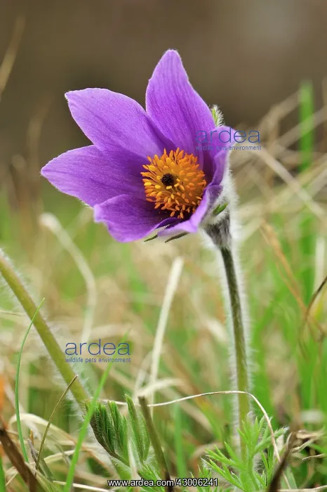 : Pasque Flower Dane's Blood : Pasque Flower Dane's Blood
