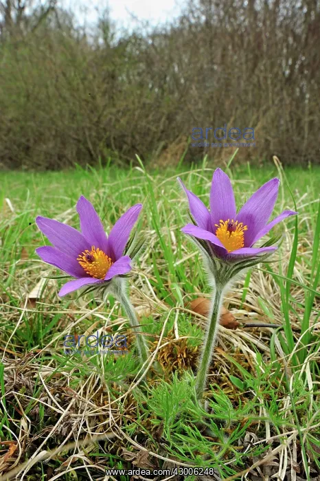 : Pasque Flower Dane's Blood : Pasque Flower Dane's Blood