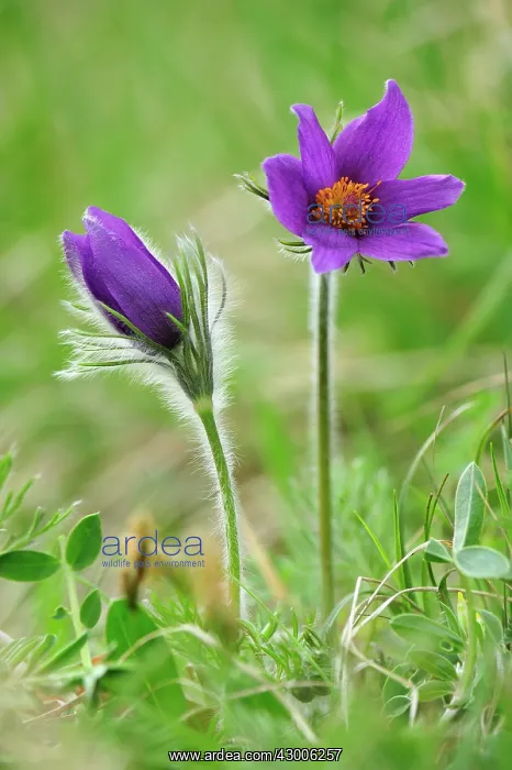 : Pasque Flower Dane's Blood : Pasque Flower Dane's Blood