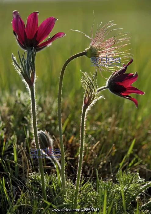 : A pasque flower, in flower and fruit : A pasque flower, in flower and fruit