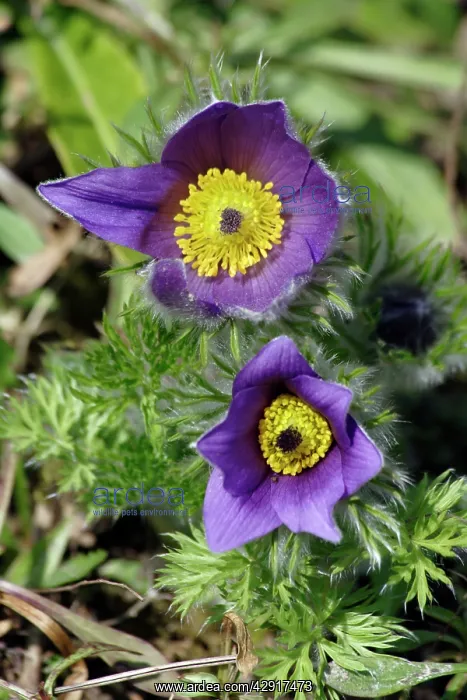 : Pasque flower - hybrid plant in garden : Pasque flower - hybrid plant in garden