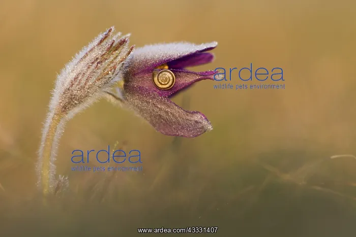 : Pasque flower (Pulsatila vulgaris) snail on flower : Pasque flower (Pulsatila vulgaris) snail on flower