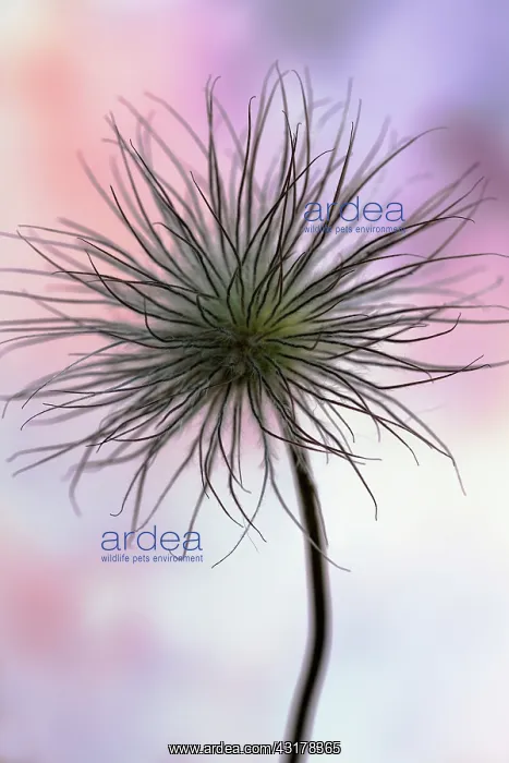 : Pasque flower, Pulsatilla pratensis, Fluffy seedhead : Pasque flower, Pulsatilla pratensis, Fluffy seedhead